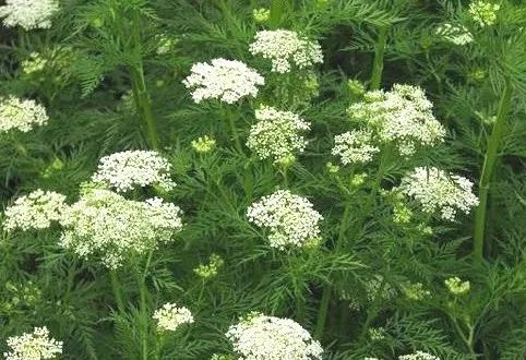 吃了街边买的“青菜”,一家三口急送医!这些菜清明常出没…