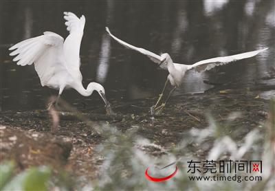 白鹭天堂在哪里,白鹭天堂怎么样