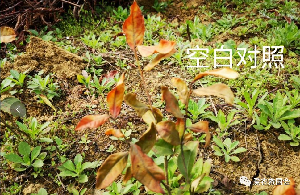 茶叶苗黄怎么办,茶苗有的变成黄的叶怎么办