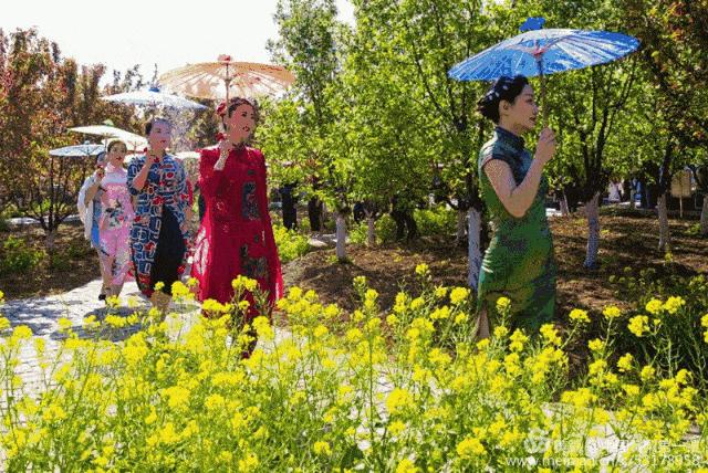 黄梨花儿开，大美馆陶等您来！