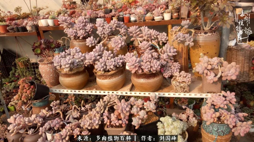 不学无术容易赚大钱,不学无术养多肉摇身一变资产过亿