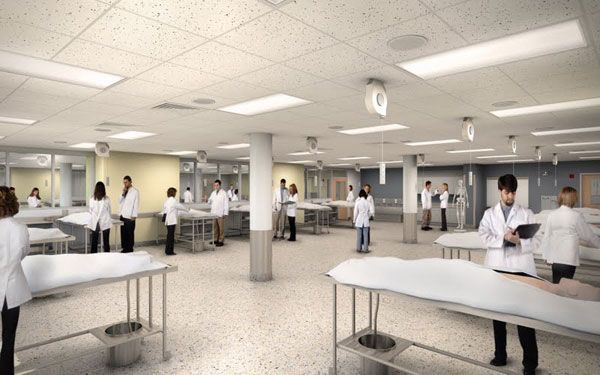 李哲老师解剖腹部肌肉,教你学解剖的李哲是什么人