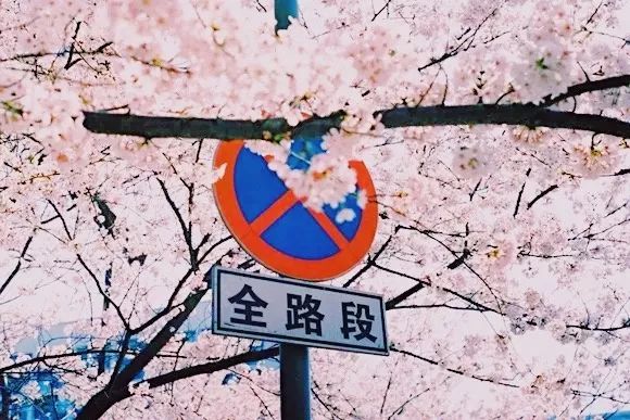 上海顾村公园赏樱花图片,全季顾村公园