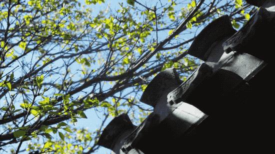 北京姑娘开民宿,北京姑娘开了家胡同民宿