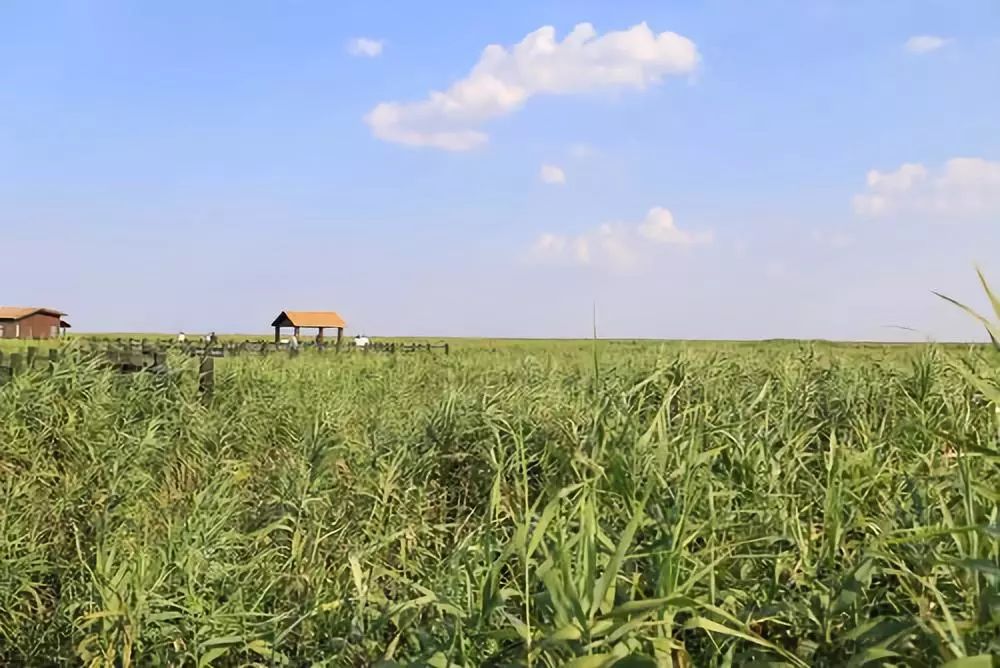结棍！这个春天，是崇明撑起了魔都的体面！