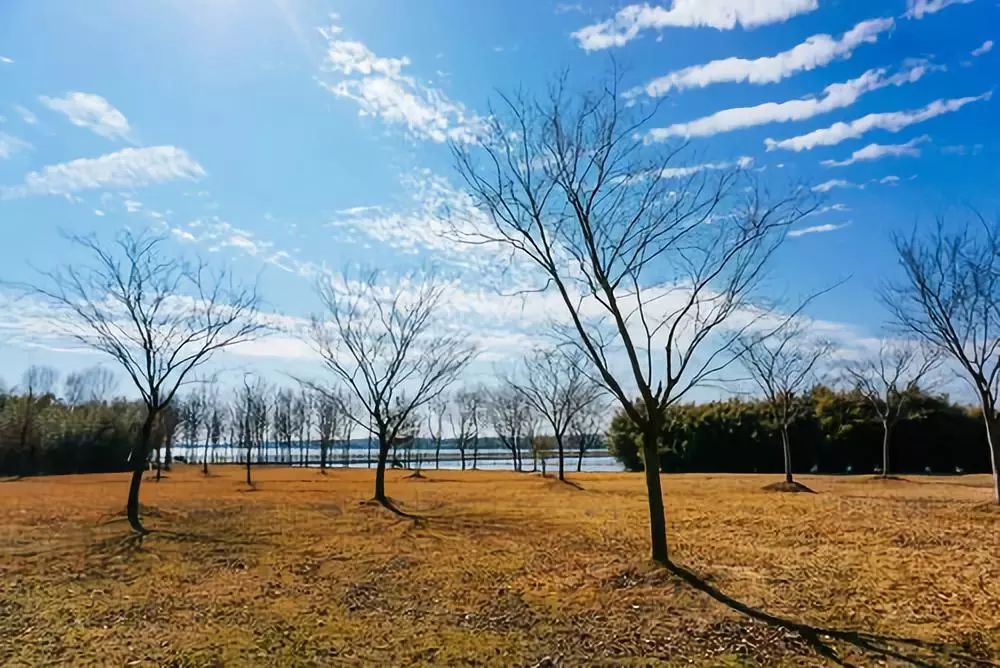 结棍！这个春天，是崇明撑起了魔都的体面！