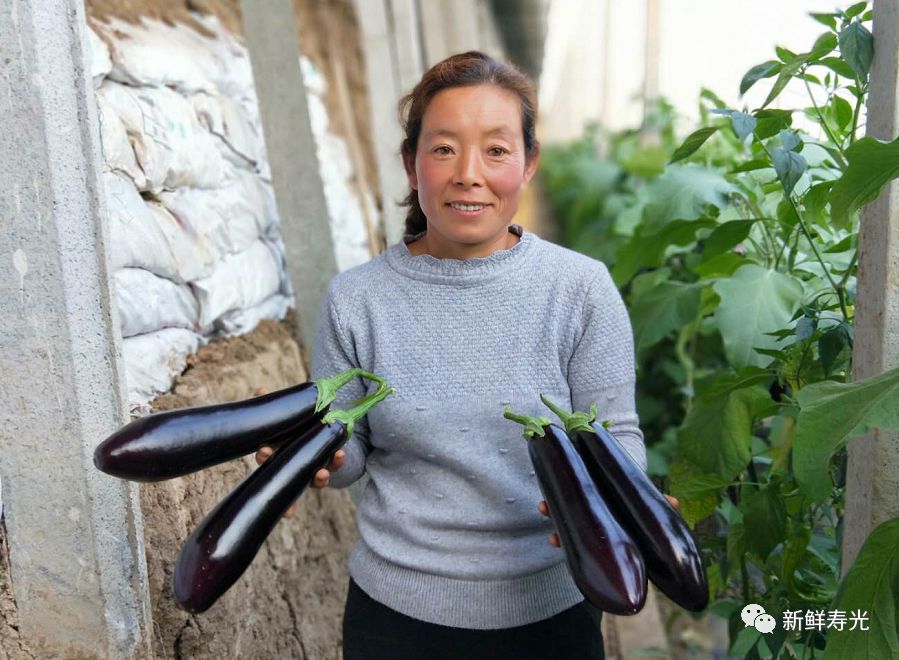 绾彴鑿滃啘,瀵垮厜绾彴鑿滃啘