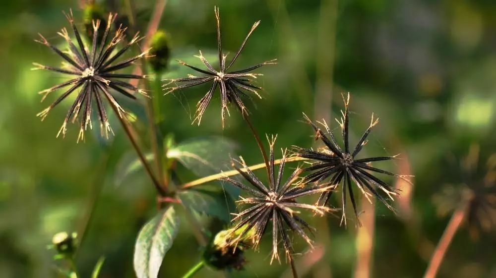 潮阳人上山扫墓讨厌碰到它，可没想到它还有这么多用处...