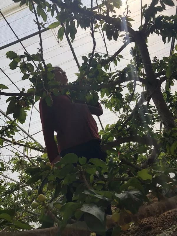 前国门安琦家的樱桃又来啦！为了孩子，他用守护球门的双手，种出了汁多甘甜的超好吃樱桃