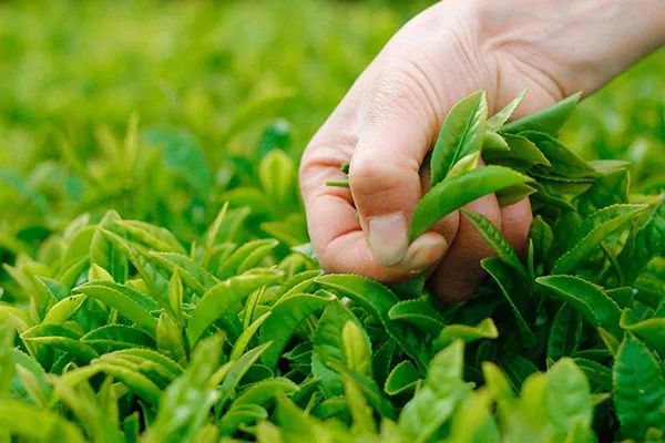 每亩地补贴150公斤有机肥,有机肥补贴政策咨询