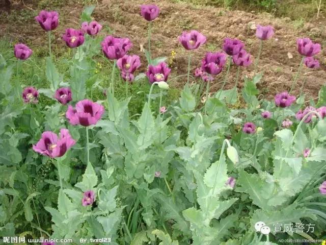 检测吸毒需要多少毛发,检测吸毒尿液几道杠是阴性