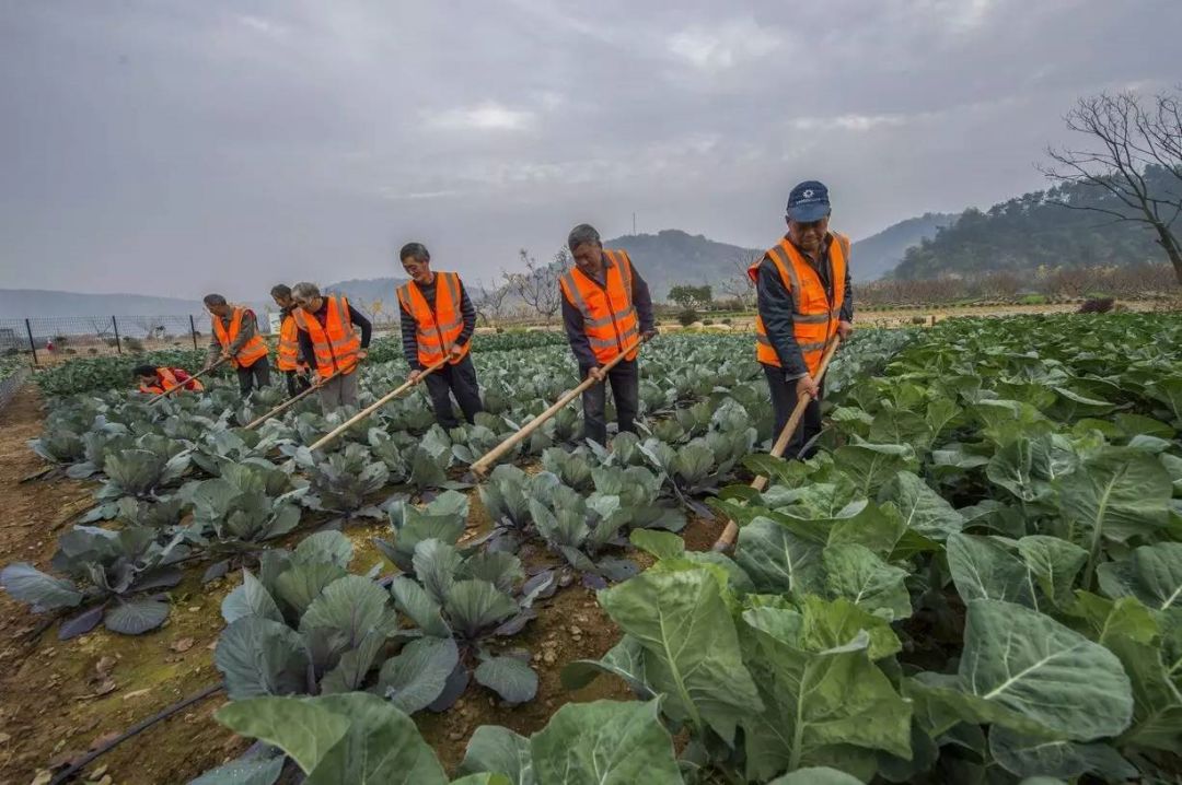 数亩农庄+颐养2.0+育华系，宋卫平说，这个桃李春风有点不一样
