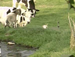 澳洲野兔泛滥成灾到底有多疯狂,澳洲野兔泛滥成灾数量超100亿只