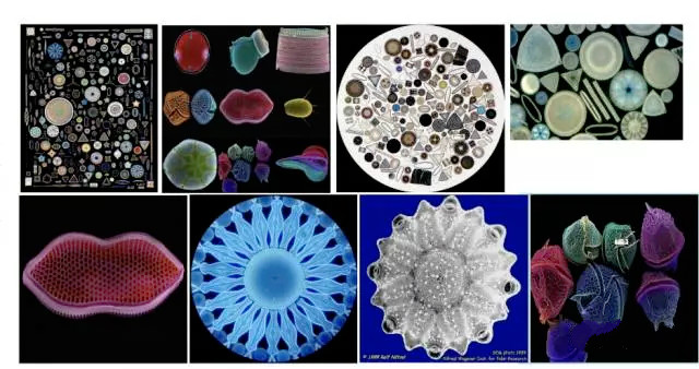 原创|为了回馈“3厘米”的成长,教授张育新在重大做了这几件事……