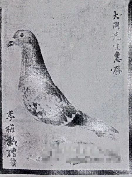 上海养鸽人视频,养鸽子上海人