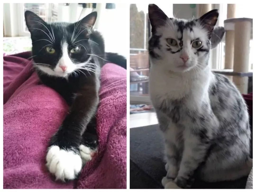 猫咪10种常见病图片,猫咪得了怪病咳嗽不止