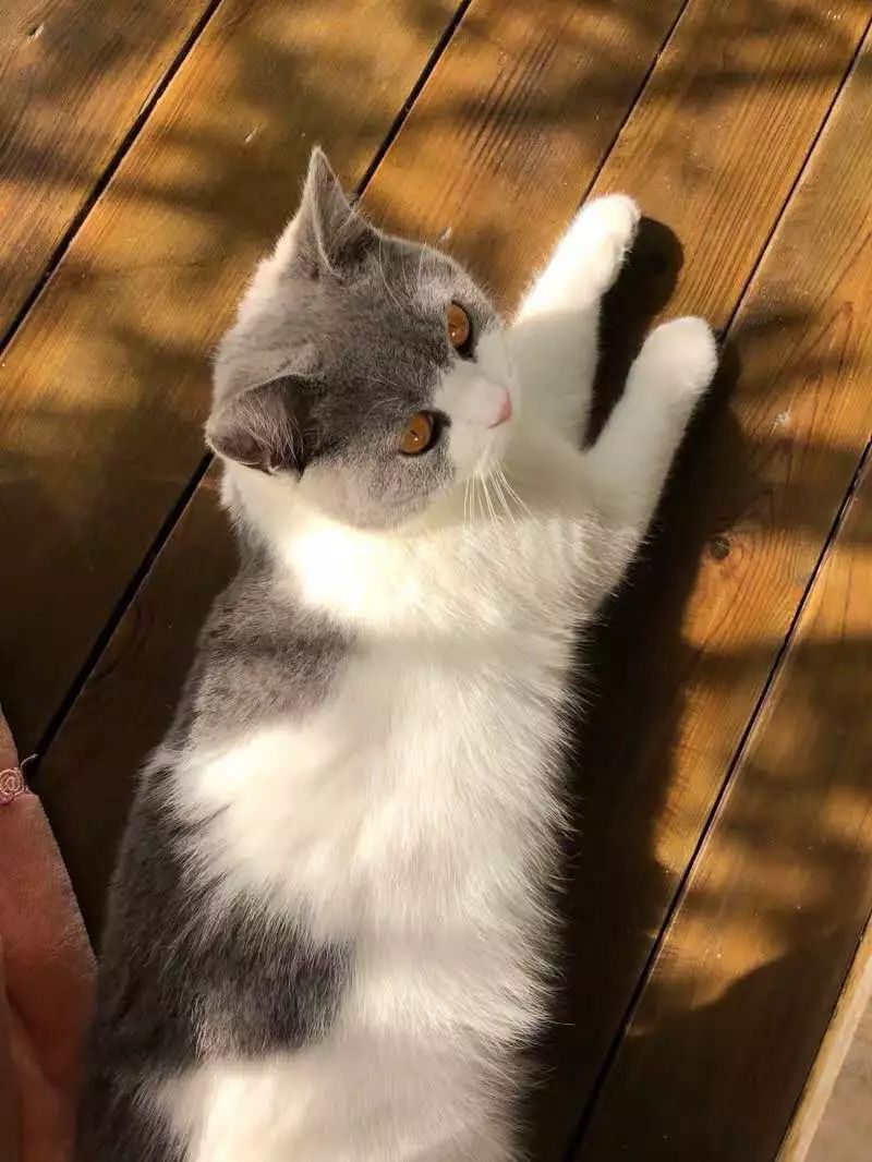 猫咪10种常见病图片,猫咪得了怪病咳嗽不止