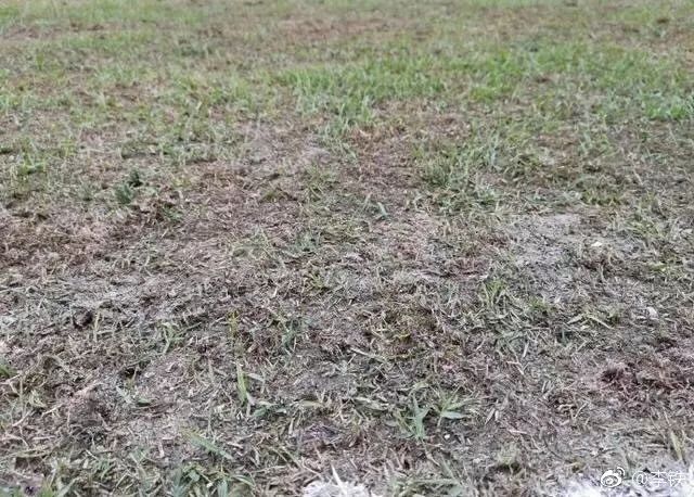 小草引发的中国足球颜面*案惨**