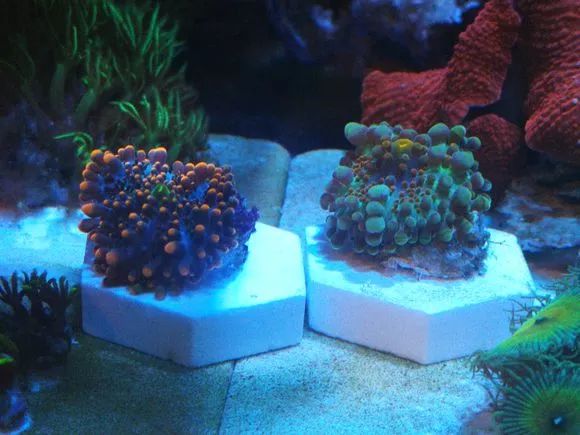 学生党20厘米小缸,学生后生可畏