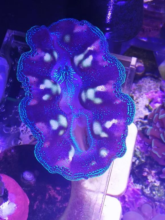 学生党20厘米小缸,学生后生可畏