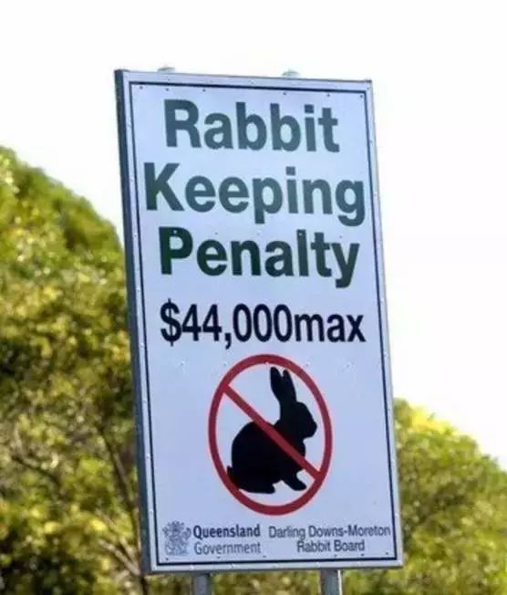 澳洲野兔泛滥成灾到底有多疯狂,澳洲野兔泛滥成灾数量超100亿只