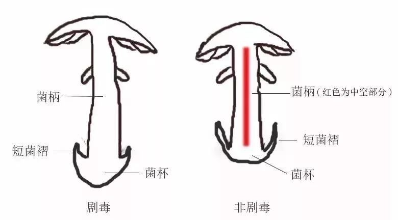 雨季来临谨防食用野生菌类中毒,雨季来临请勿随意采食野生菌