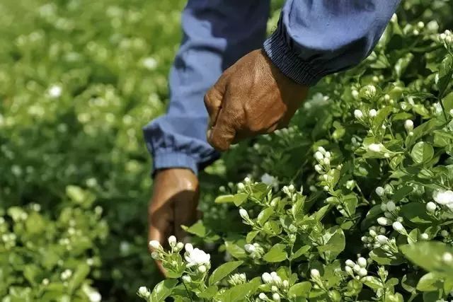 平价化妆水湿敷效果堪比千元面膜,补水平价纯露好物