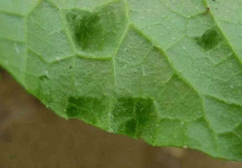 真菌细菌病毒辨别小技巧,快速识别病毒和细菌方法