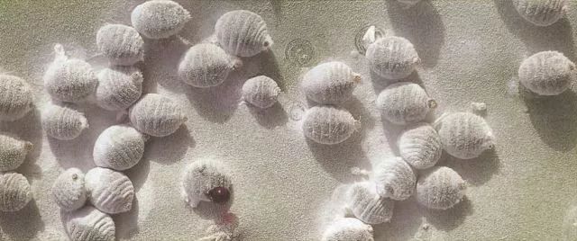 BBC又来惊爆：你抹口红，就是在亲吻上万只昆虫尸体？美丽背后这么血腥…