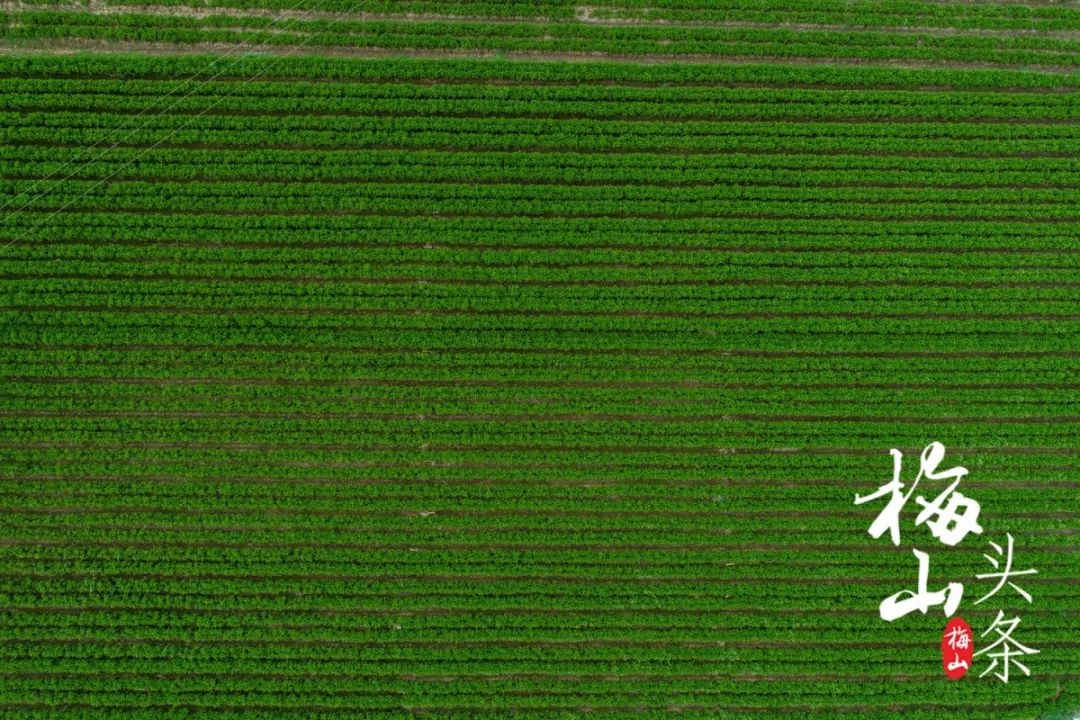 最美梅山,美丽南安梅山