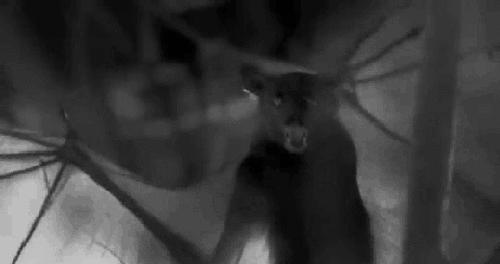 蚊子驱蚊音乐,蚊子灭蚊神曲