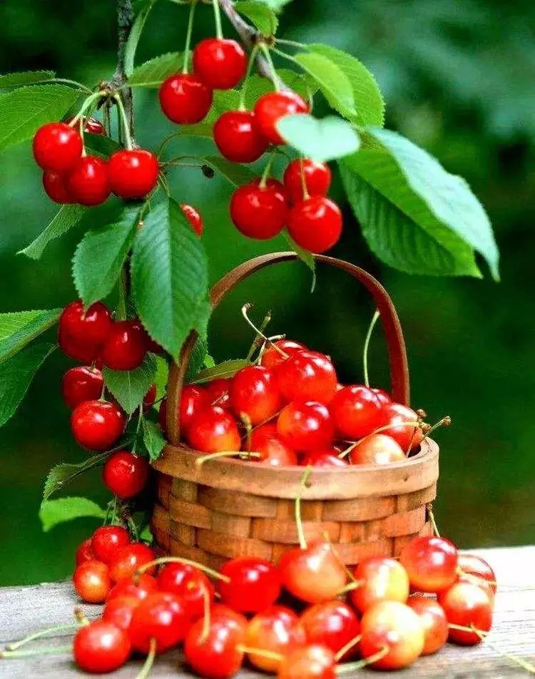 又一年樱桃采摘季,一年一度的大樱桃采摘模式已开启