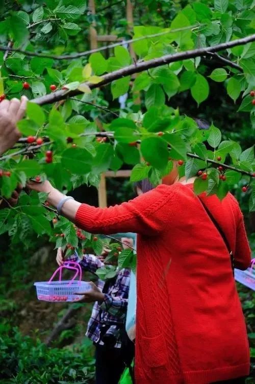 又一年樱桃采摘季,一年一度的大樱桃采摘模式已开启