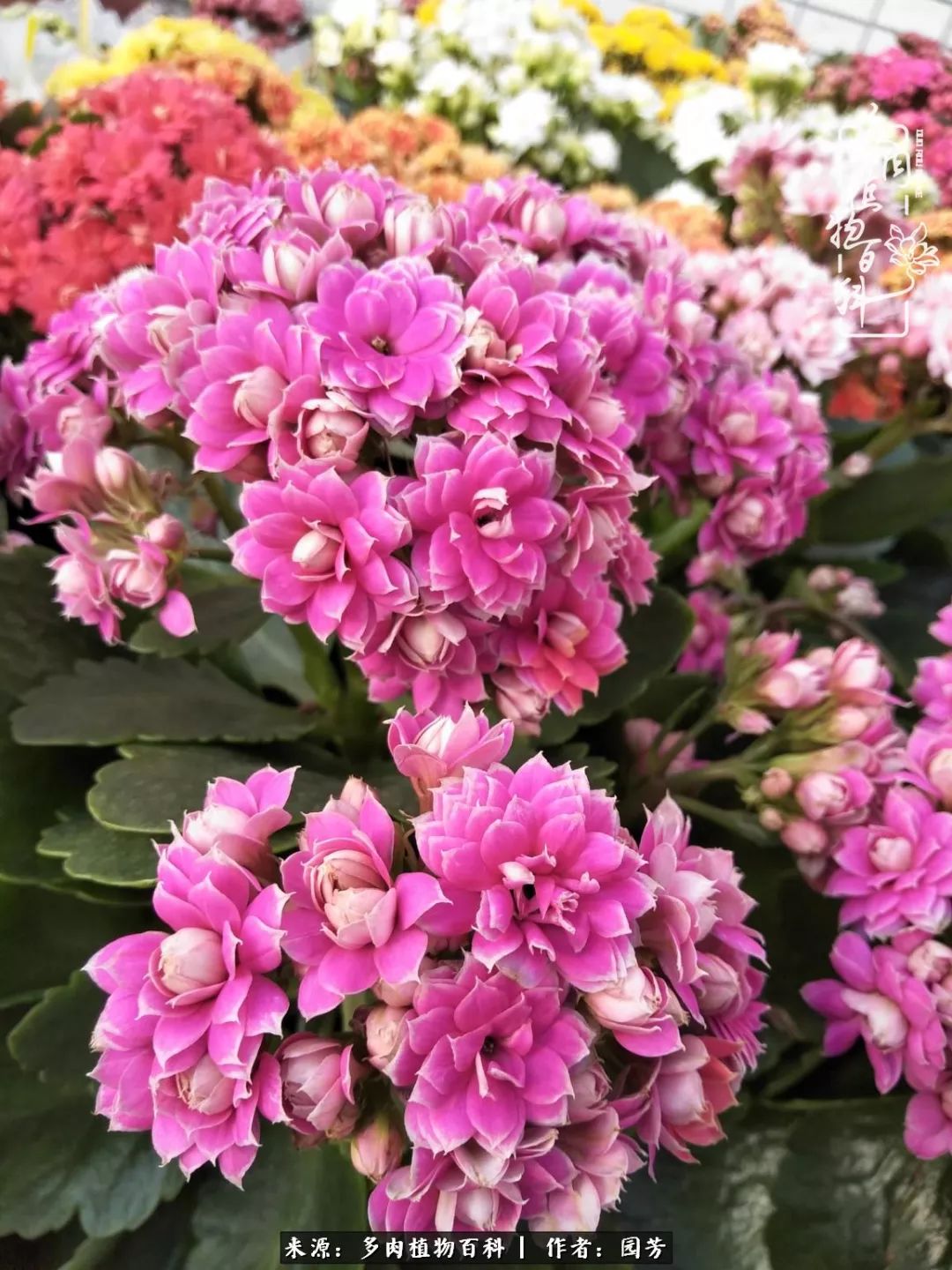 多肉开花最好看最好养前十名,多肉哪个品种开花最好看