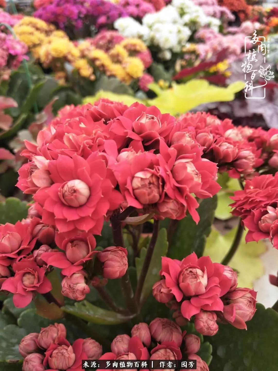 多肉开花最好看最好养前十名,多肉哪个品种开花最好看