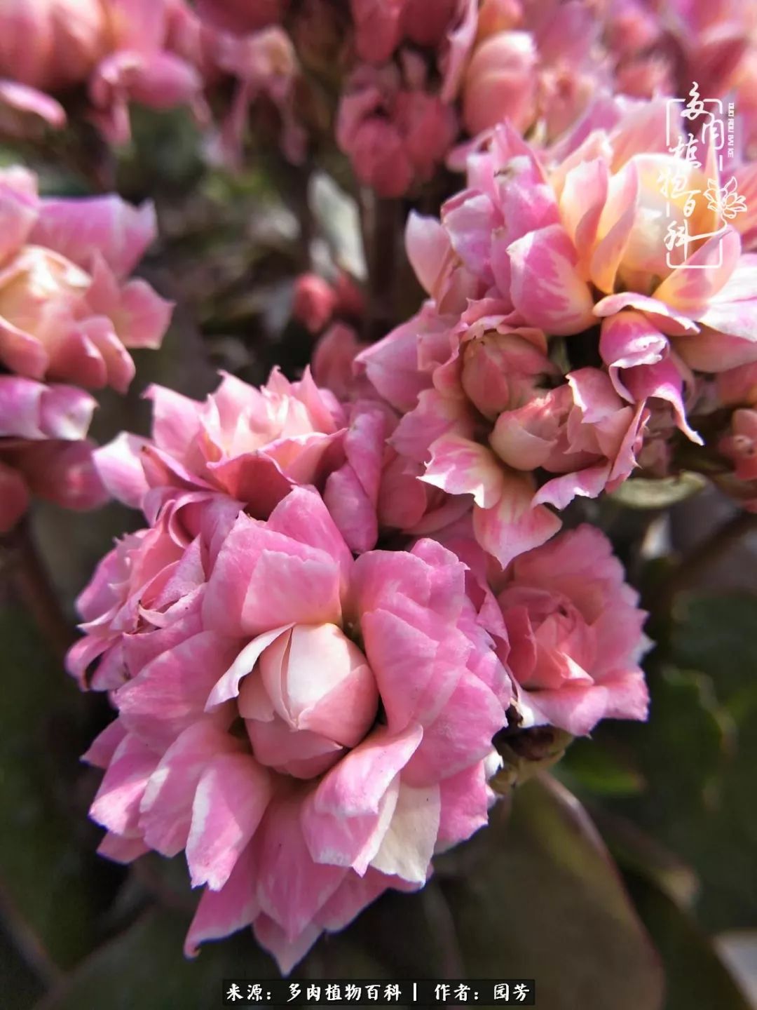 多肉开花最好看最好养前十名,多肉哪个品种开花最好看