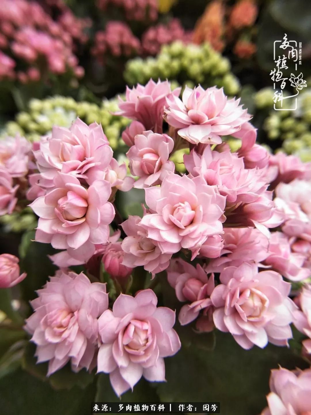 多肉开花最好看最好养前十名,多肉哪个品种开花最好看