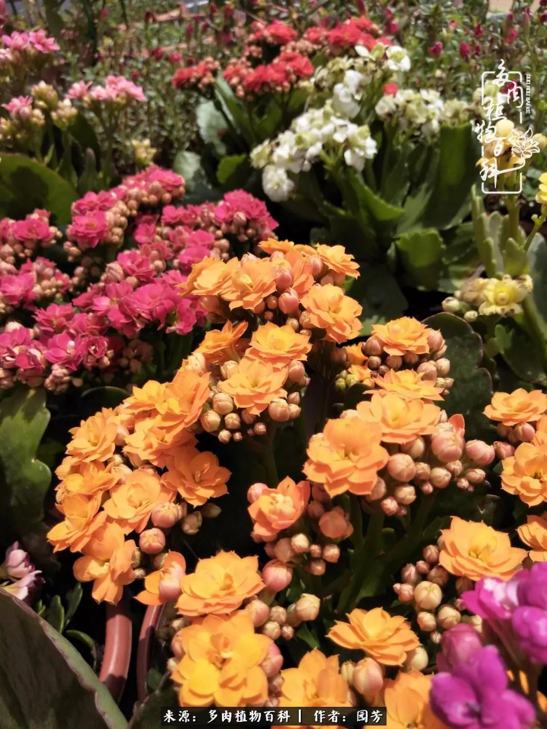 多肉开花最好看最好养前十名,多肉哪个品种开花最好看