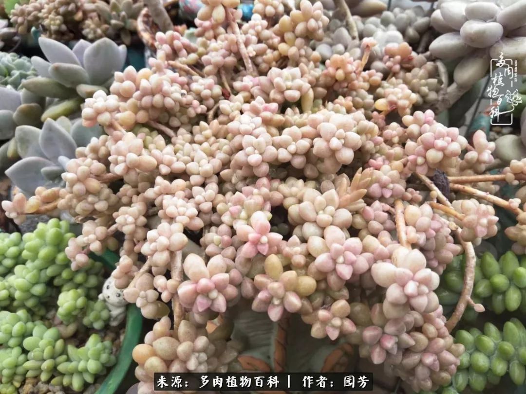 多肉开花最好看最好养前十名,多肉哪个品种开花最好看