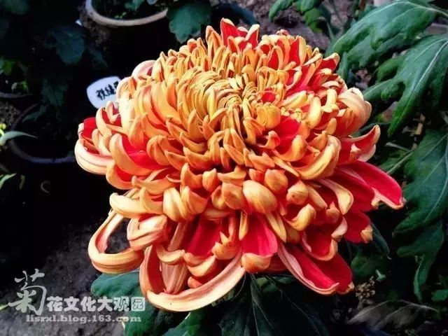 80种最美菊花高清图片,最具欣赏价值的菊花