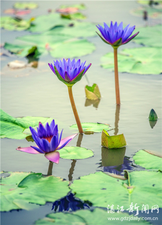 夏日荷塘接天莲叶无穷碧,接天莲叶无穷碧荷塘美景