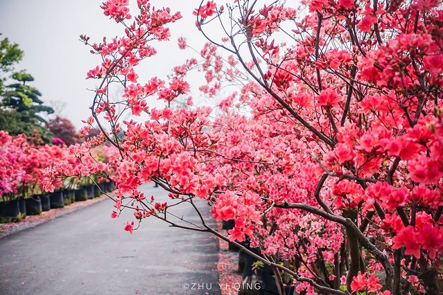 无锡赏花一日游,无锡春日樱花旅游攻略