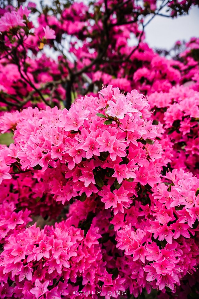 无锡赏花一日游,无锡春日樱花旅游攻略