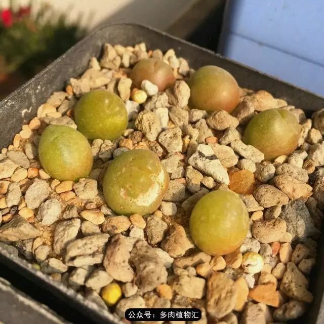 听说这段时间，肉友都在疯狂手撕屁屁？别了吧，再撕屁屁就烂了！