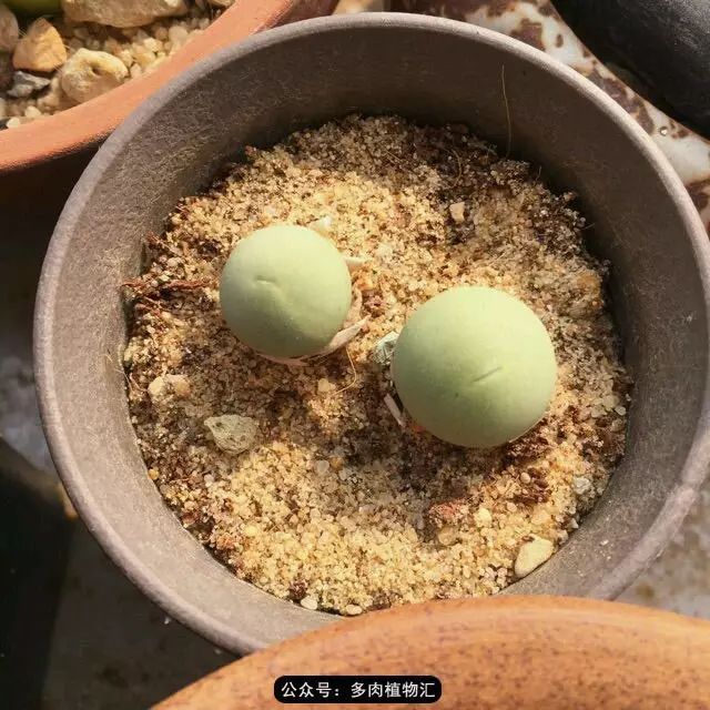 听说这段时间，肉友都在疯狂手撕屁屁？别了吧，再撕屁屁就烂了！