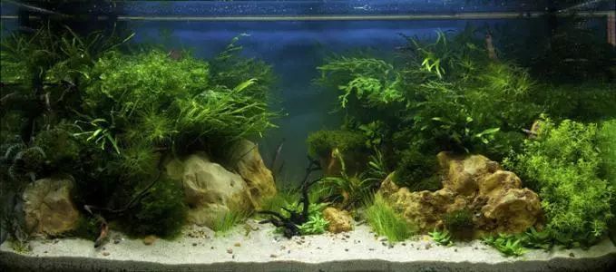 种水草赚钱不,种植水草能赚钱吗