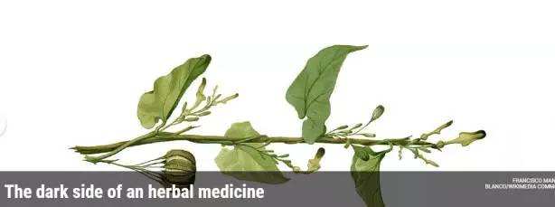 中药哪几种含马兜铃酸致癌,马兜铃酸与肝癌事件述评