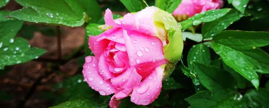 今日谷雨春光将逝莫辜负,今日谷雨原创