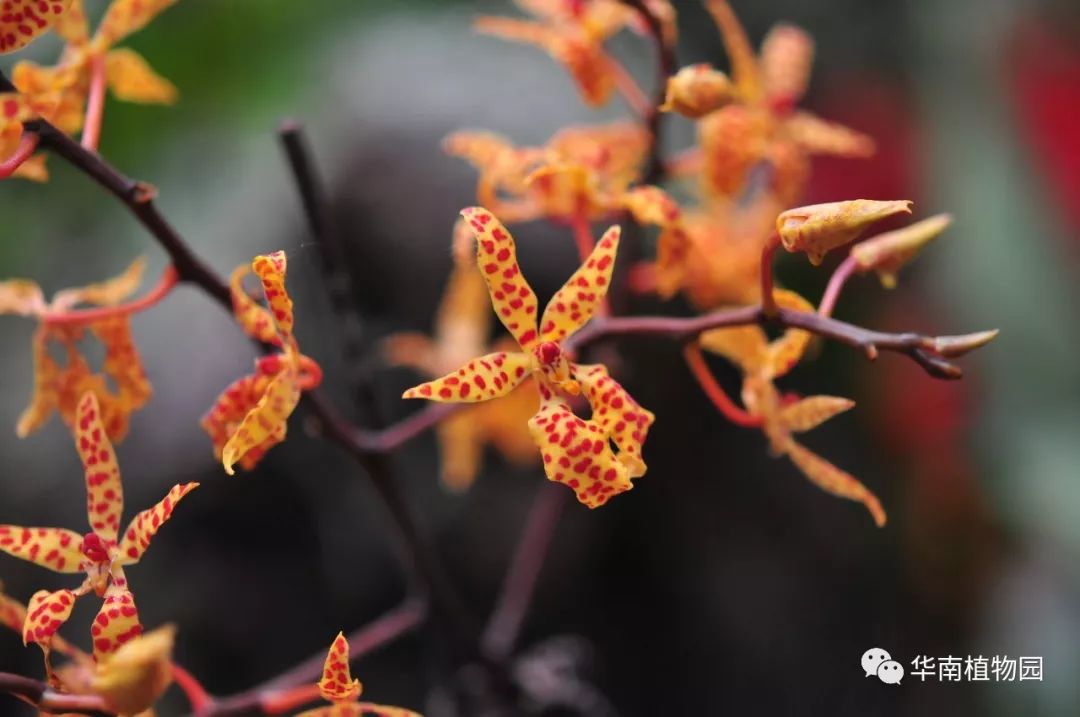 新知|如烟花般绚烂——火焰兰