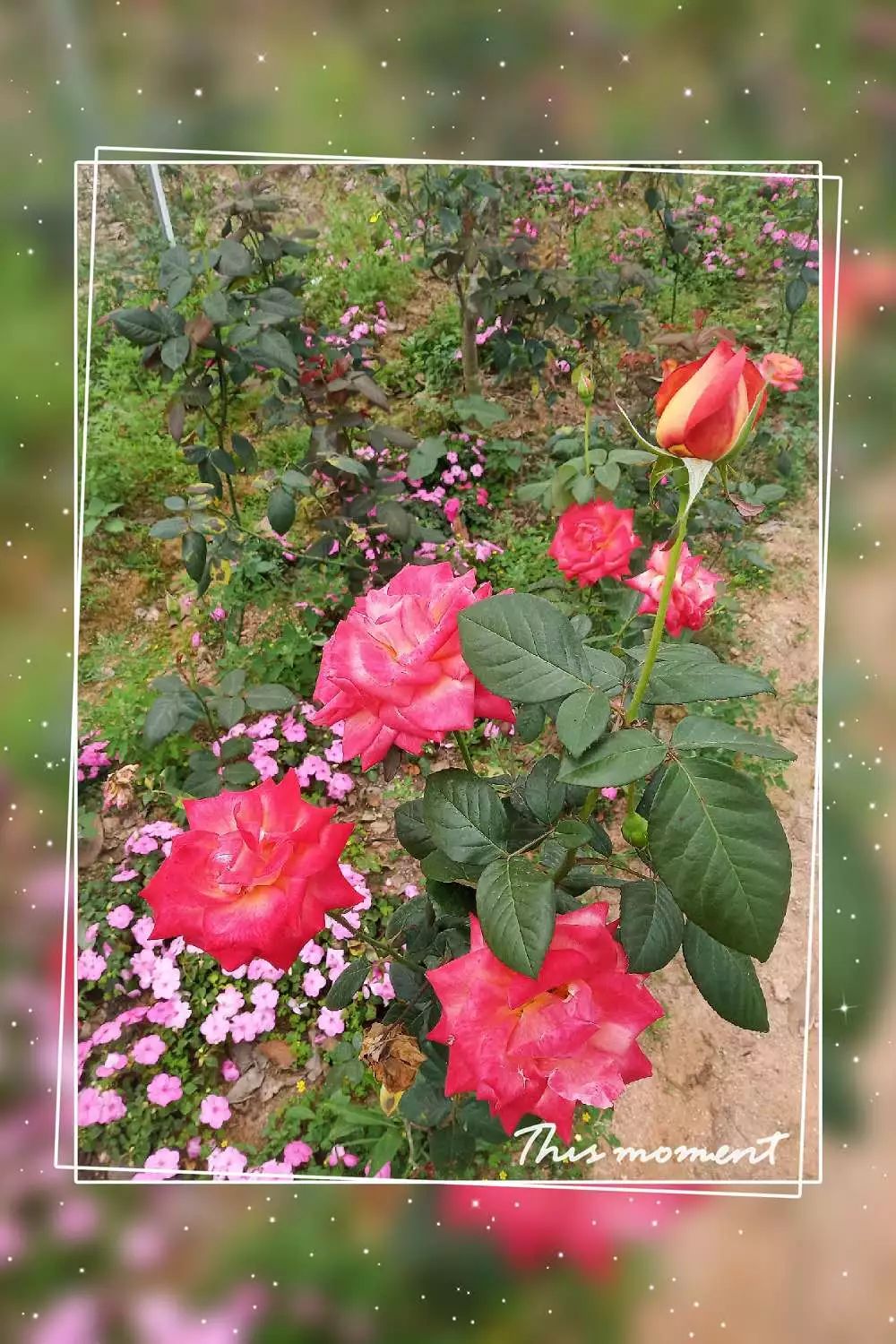 惠来县客鸟尾镇,惠来客鸟尾村